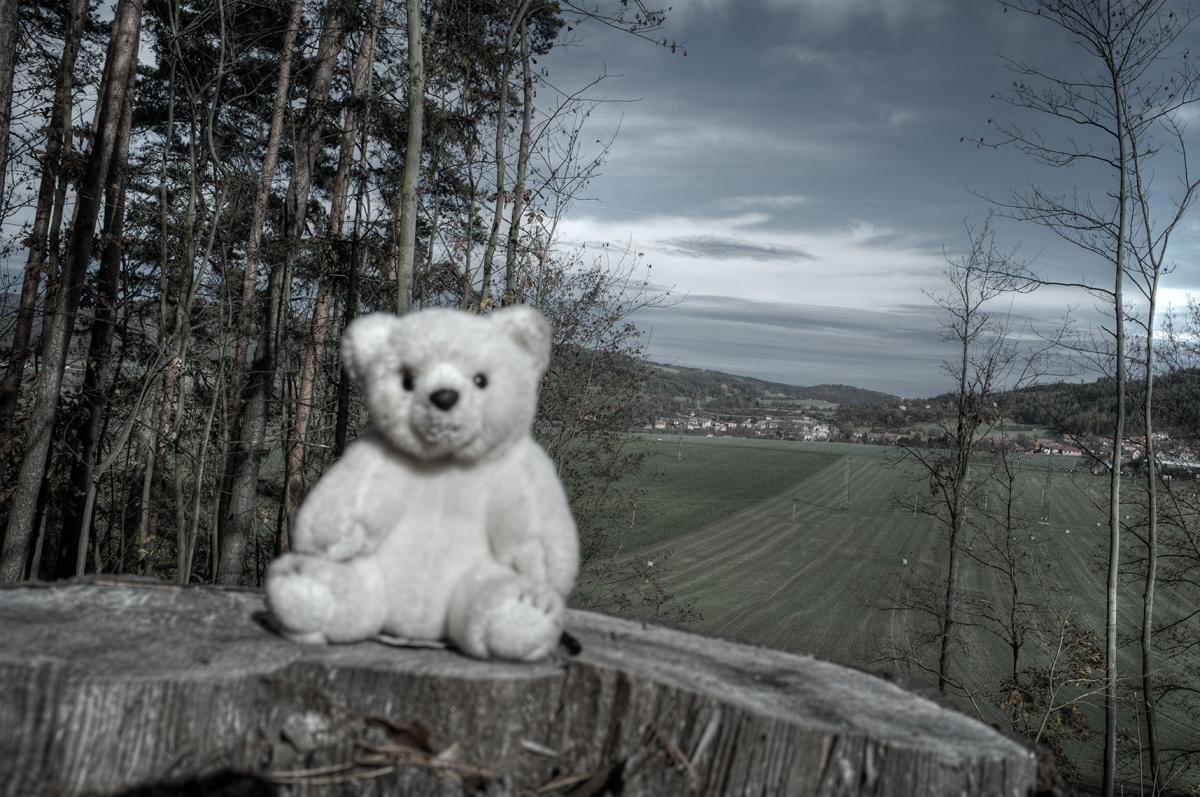 Městská policie Tišnov odchytla ledního medvěda na Klucanině.